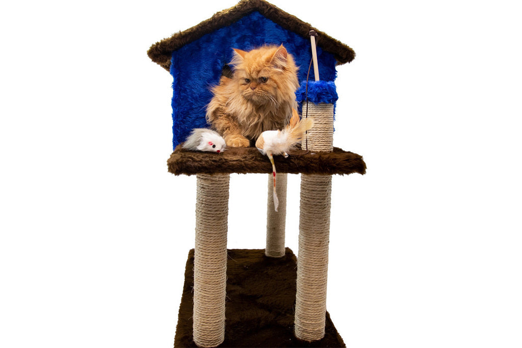 Casinha para Gatos com Arranhador - Azul e Marrom
